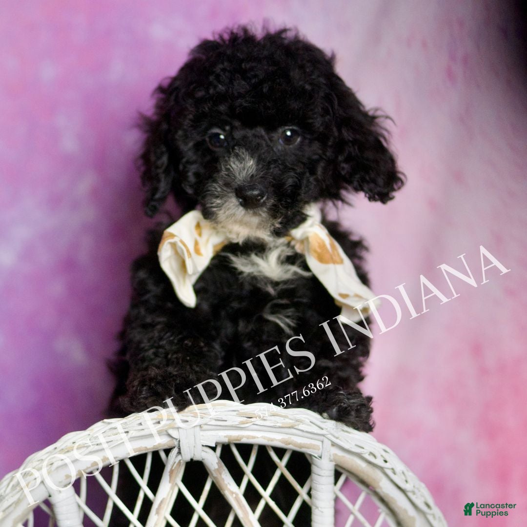 Standard Poodle dogs Leonard - Ad 34