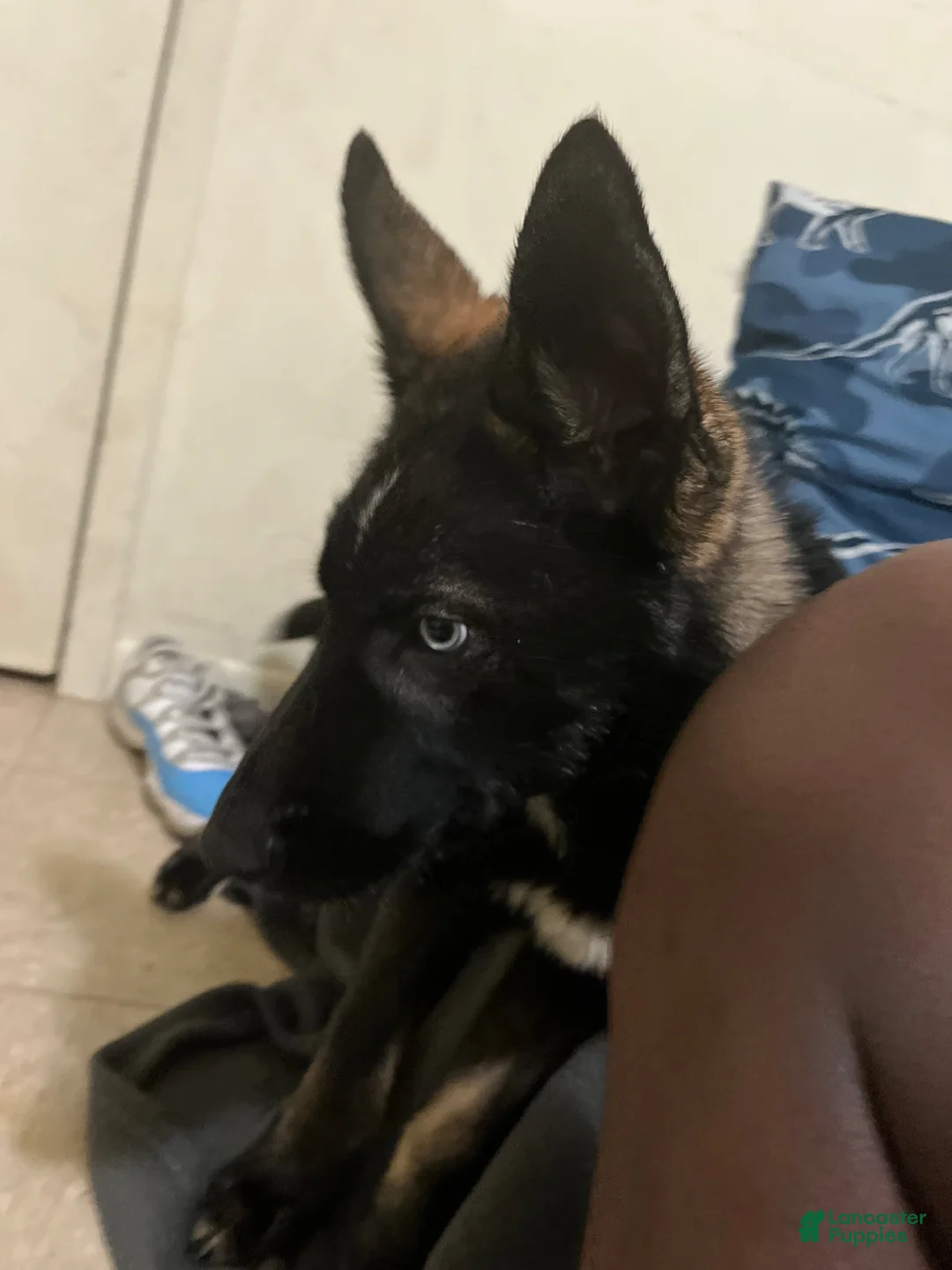 Gerberian Shepsky dogs for sale: Gerberian Shepsky Puppy 1 - Ad 2