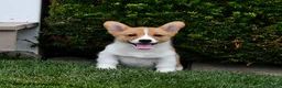 Welsh Corgi Pembroke dogs for sale: Pearl - Ad 4