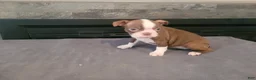 Boston Terrier dogs for sale: Lady.AKC  - Ad 3