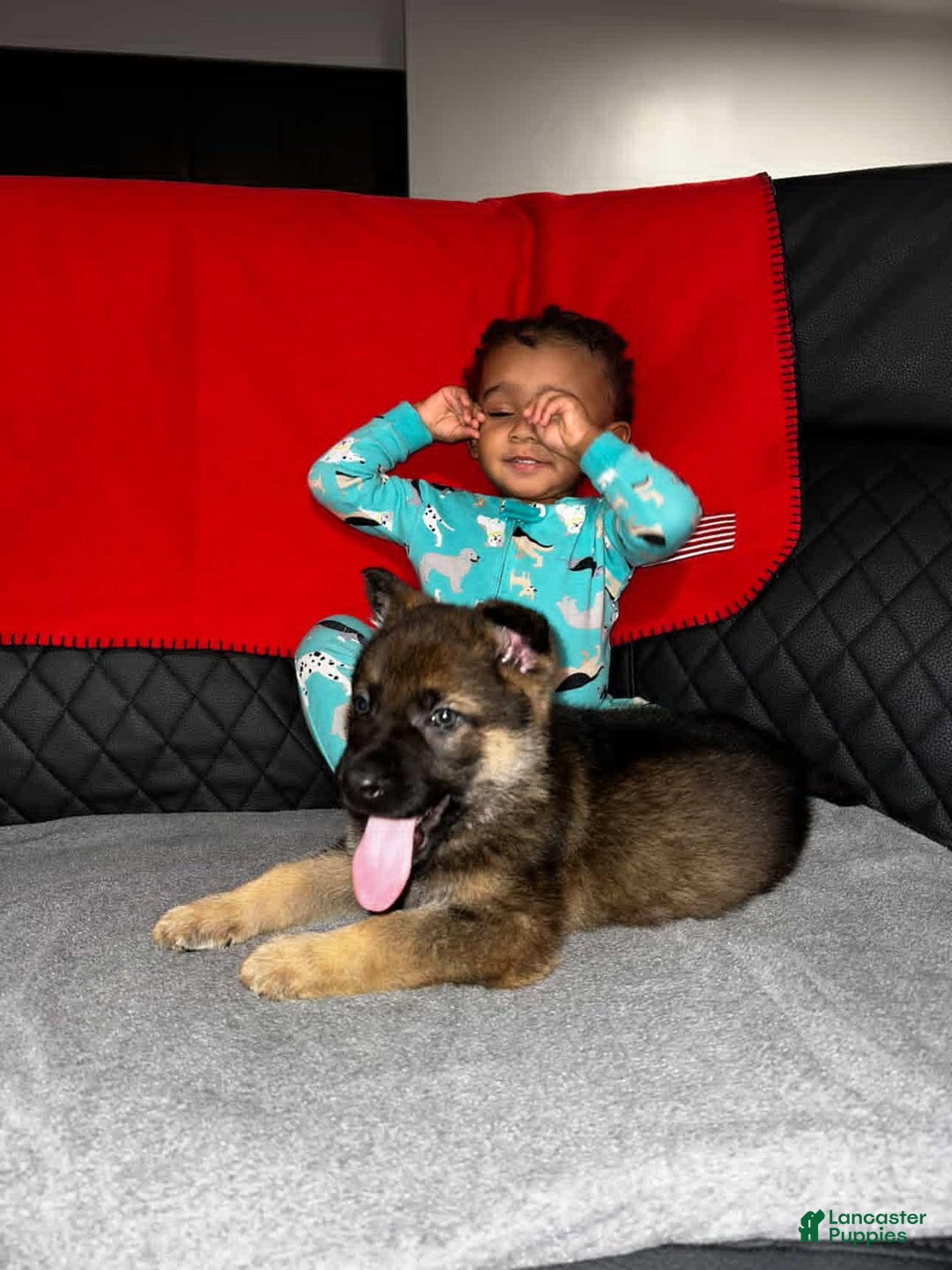 German Shepherd dogs for sale: German Shepherd Puppy 5 - Ad 5