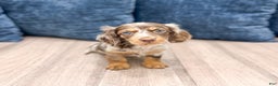 Miniature Dachshund dogs for sale: Snickers - Ad 1