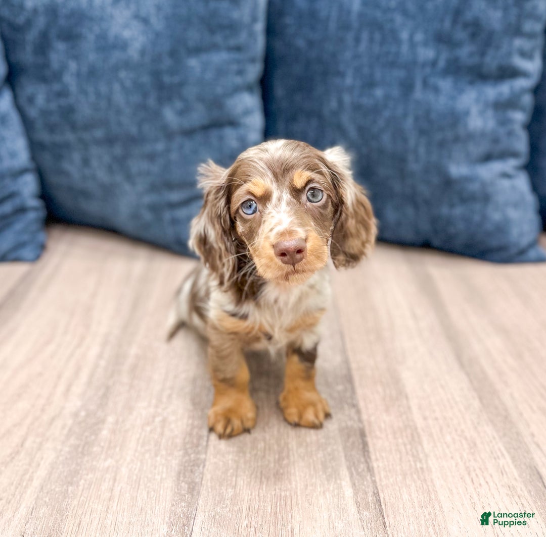 Miniature Dachshund dogs for sale: Snickers - Ad 1