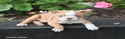 Boston Terrier dogs for sale: Lucy - Ad 4