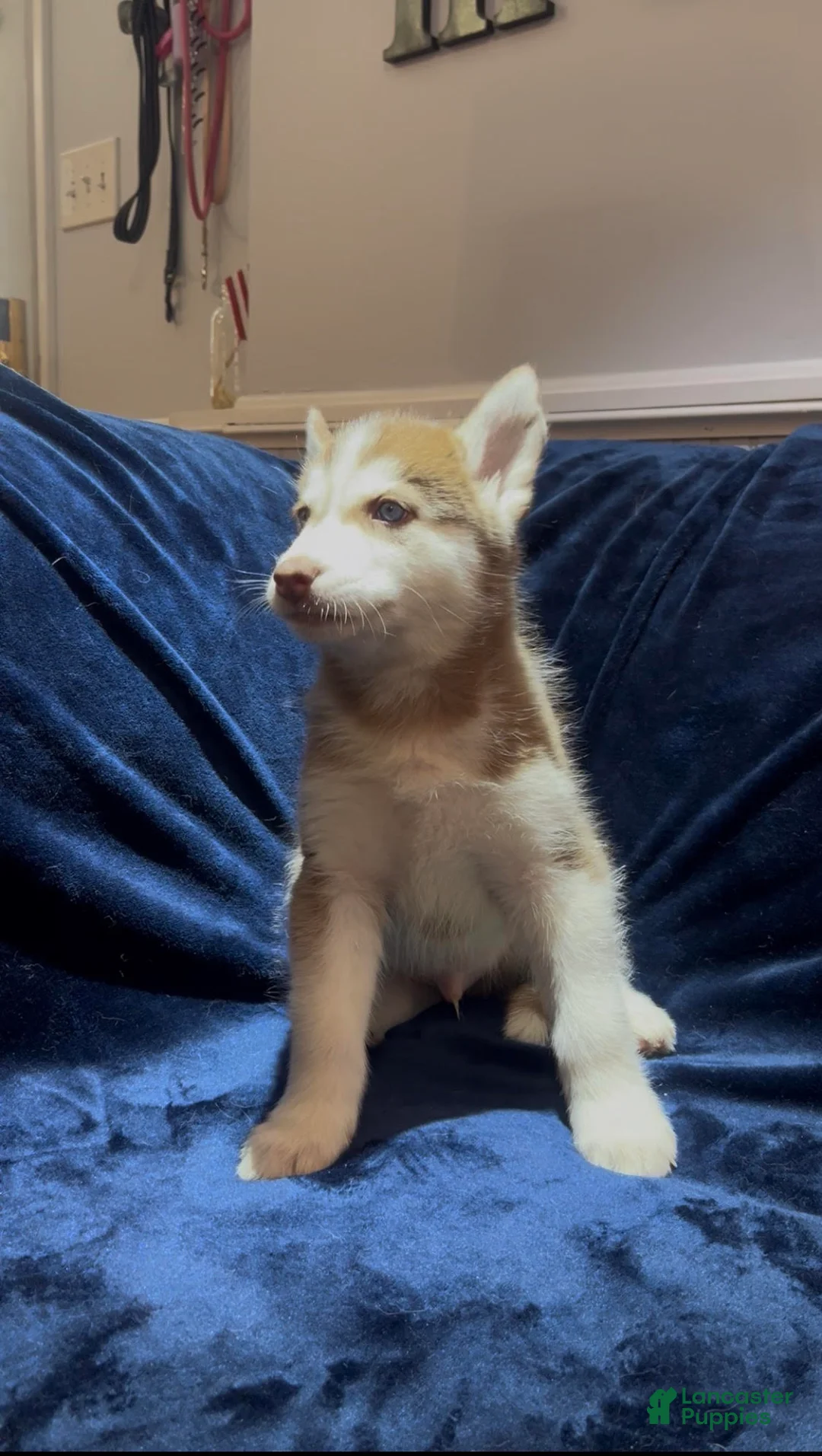 Siberian Husky dogs for sale: Olaf - Ad 1