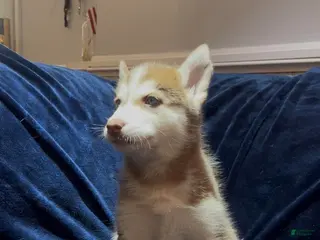 Siberian Husky dogs for sale: Olaf - Ad 4