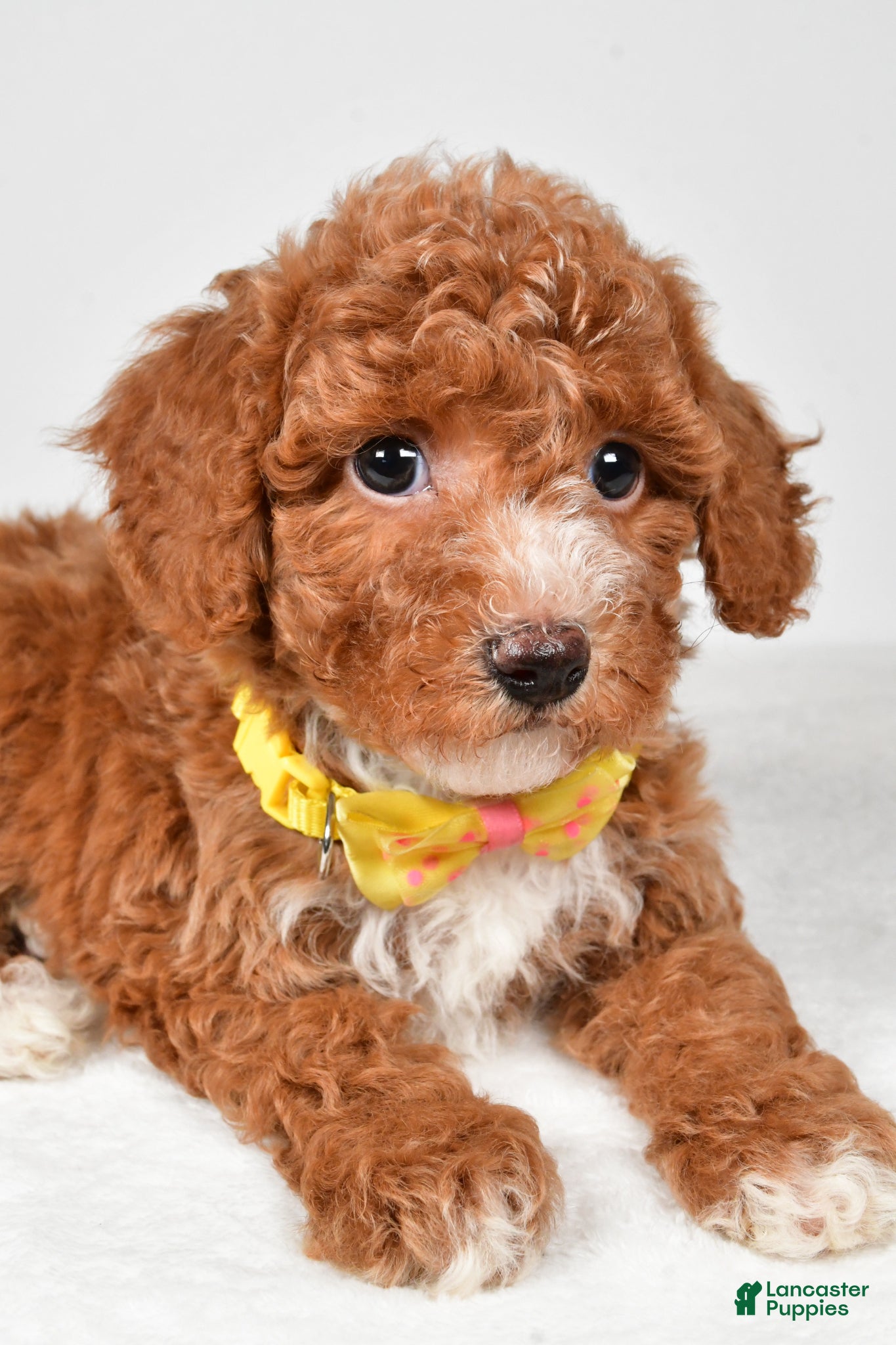 Bichpoo dogs Mike - Ad 2