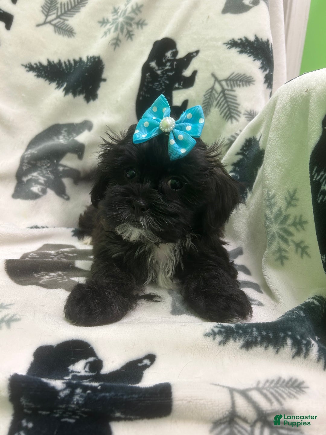 Teddy Bear dogs for sale: Magnet  - Ad 2