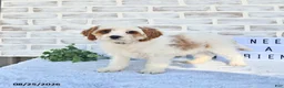Cavapoo dogs for sale: Canonn - Ad 8