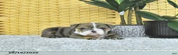 English Bulldog dogs for sale: Asher - Ad 4