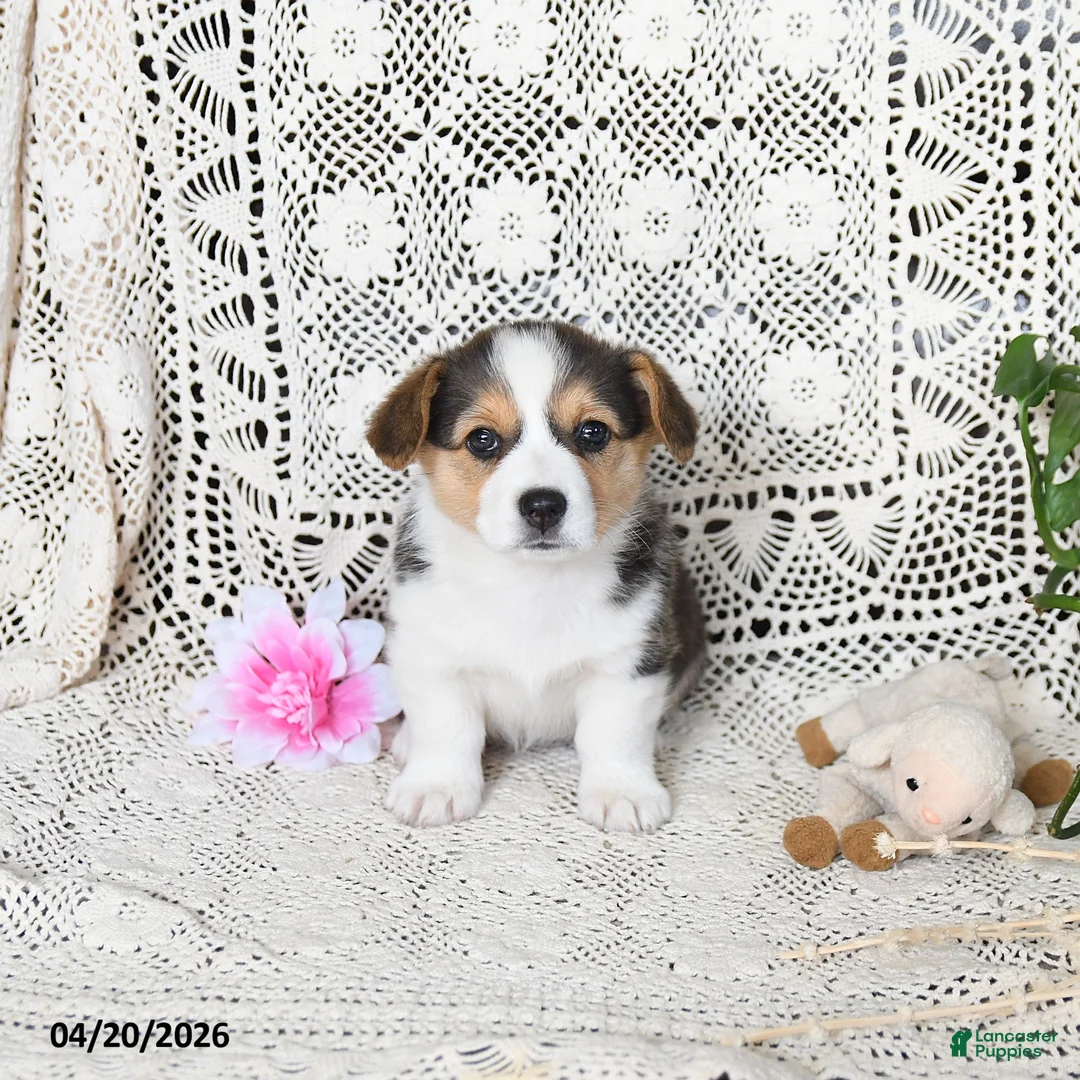 Welsh Corgi Pembroke dogs for sale: Cari  - Ad 2
