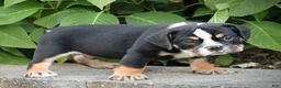 Beabull dogs for sale: Rubble - Ad 4