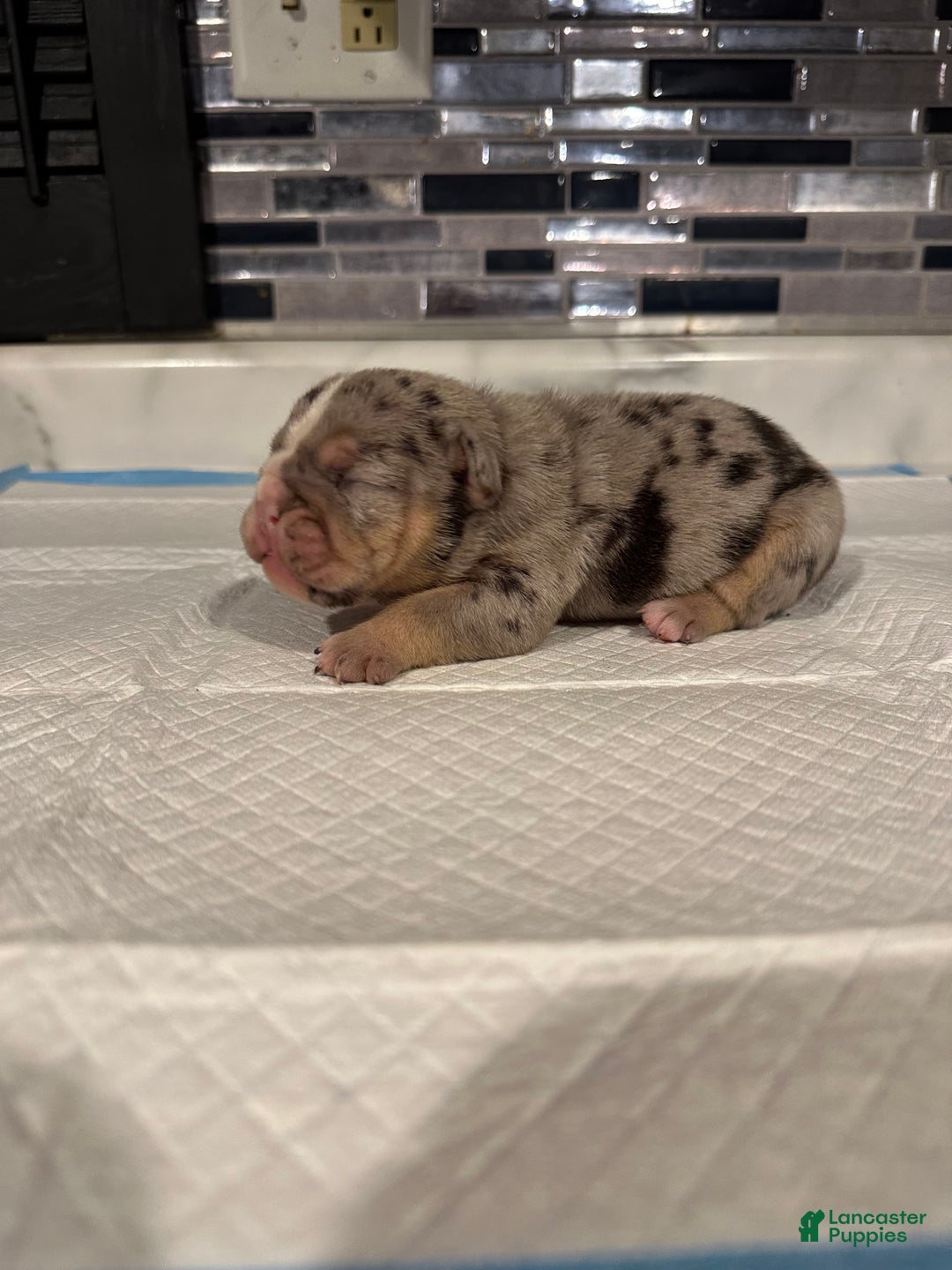 English Bulldog dogs for sale: Blue Fawn Merle Boy  - Ad 38