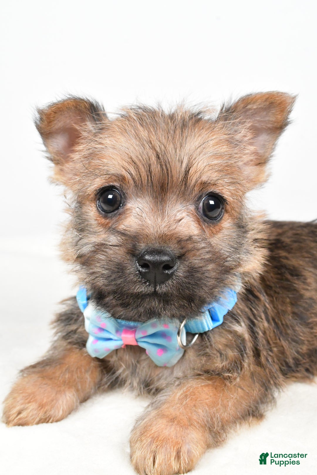 Cairn Terrier dogs for sale: Theodore - Ad 5
