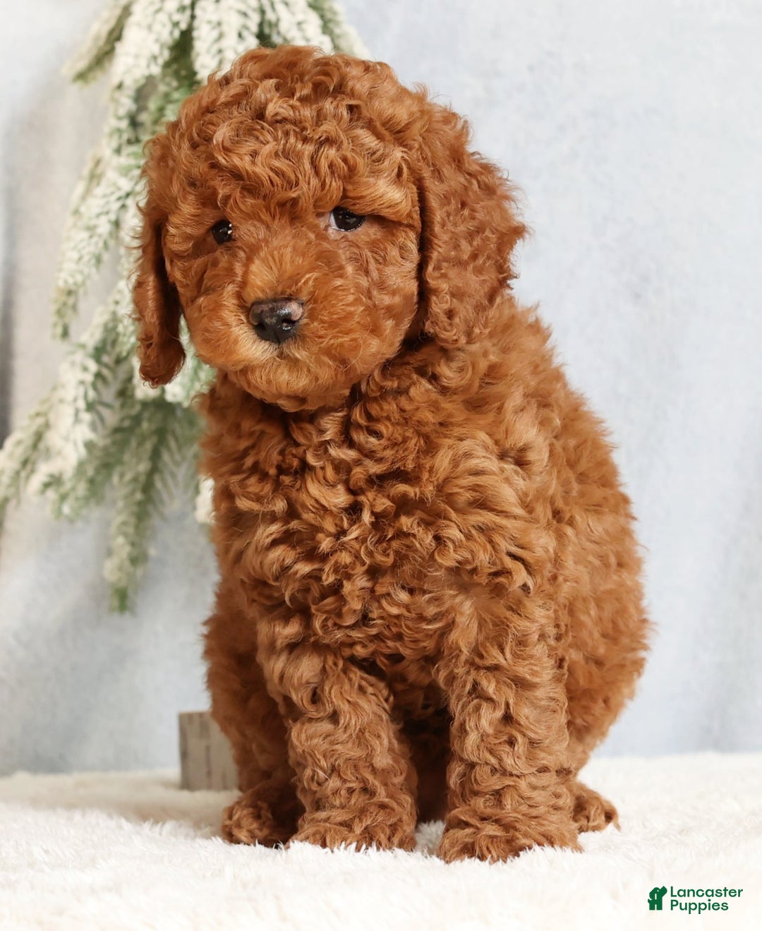 Mini Goldendoodle dogs for sale: Goldie - Ad 1