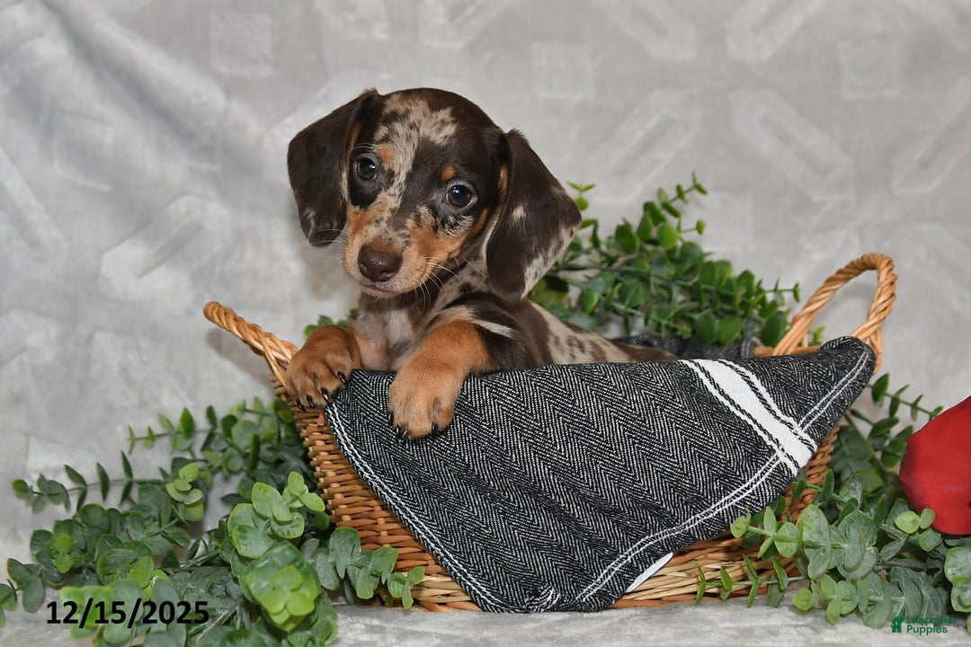 Dachshund dogs for sale: Danielle - Ad 4