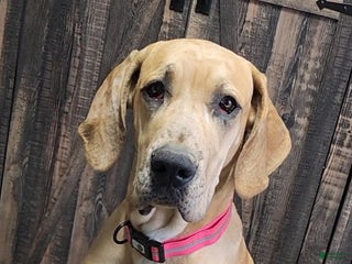 Great Dane dogs Great Dane Puppy 4 - Ad 10