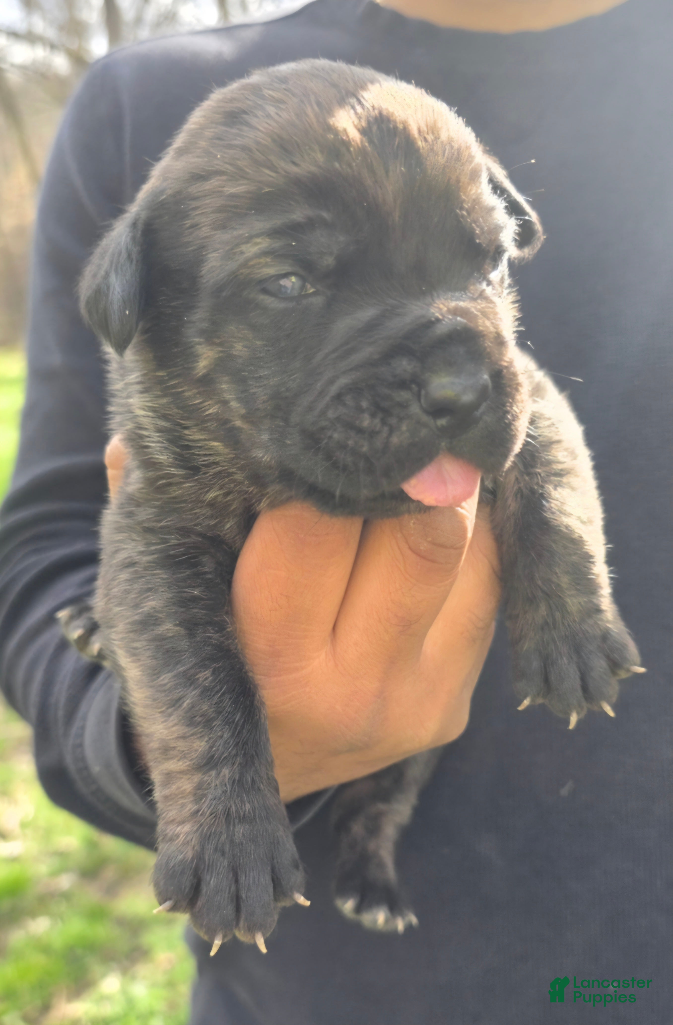 Cane Corso dogs Cane Corso Puppy 2 - Ad 1