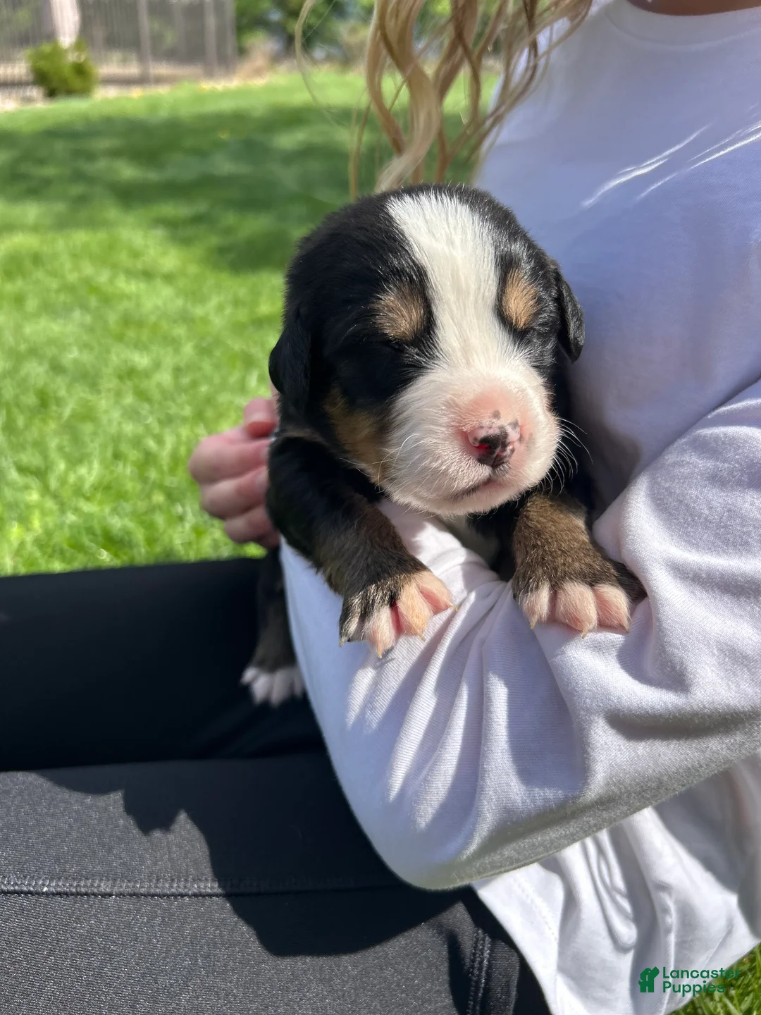 Bernese Mountain Dog dogs for sale: Bernese Mountain Dog Puppy 2 - Ad 2