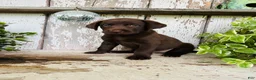 Labrador Retriever dogs for sale: Flora - Ad 7