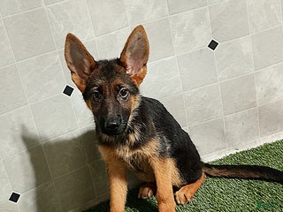 German Shepherd dogs - Ad 23