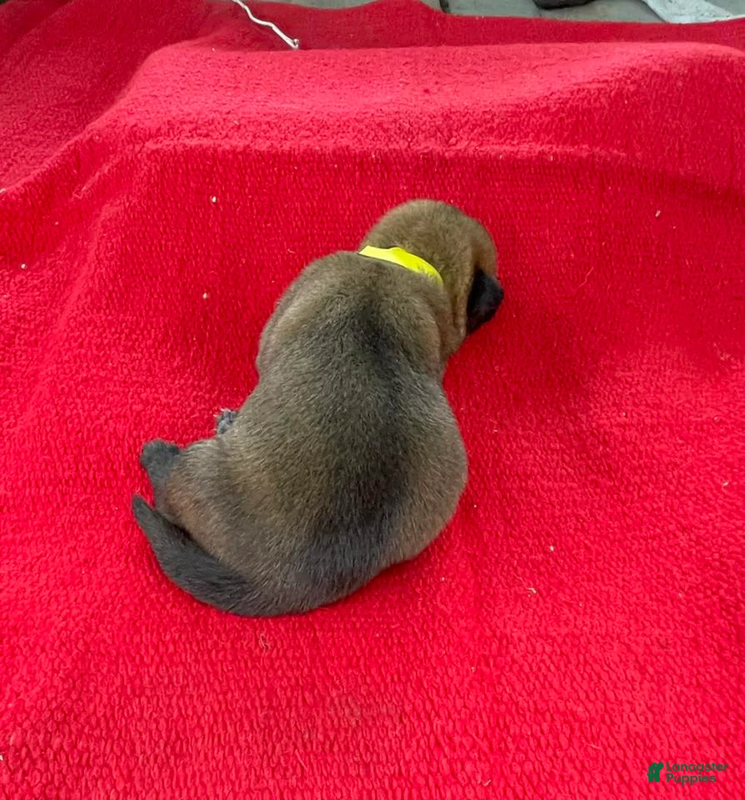 Mixed Breed dogs for sale: Female Puppy 1 - Ad 2