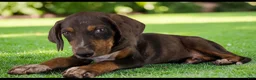 Catahoula Leopard Dog dogs for sale: Gypsie 2026 Female 1 - Ad 20