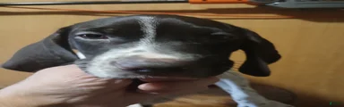 German Shorthaired Pointer 3