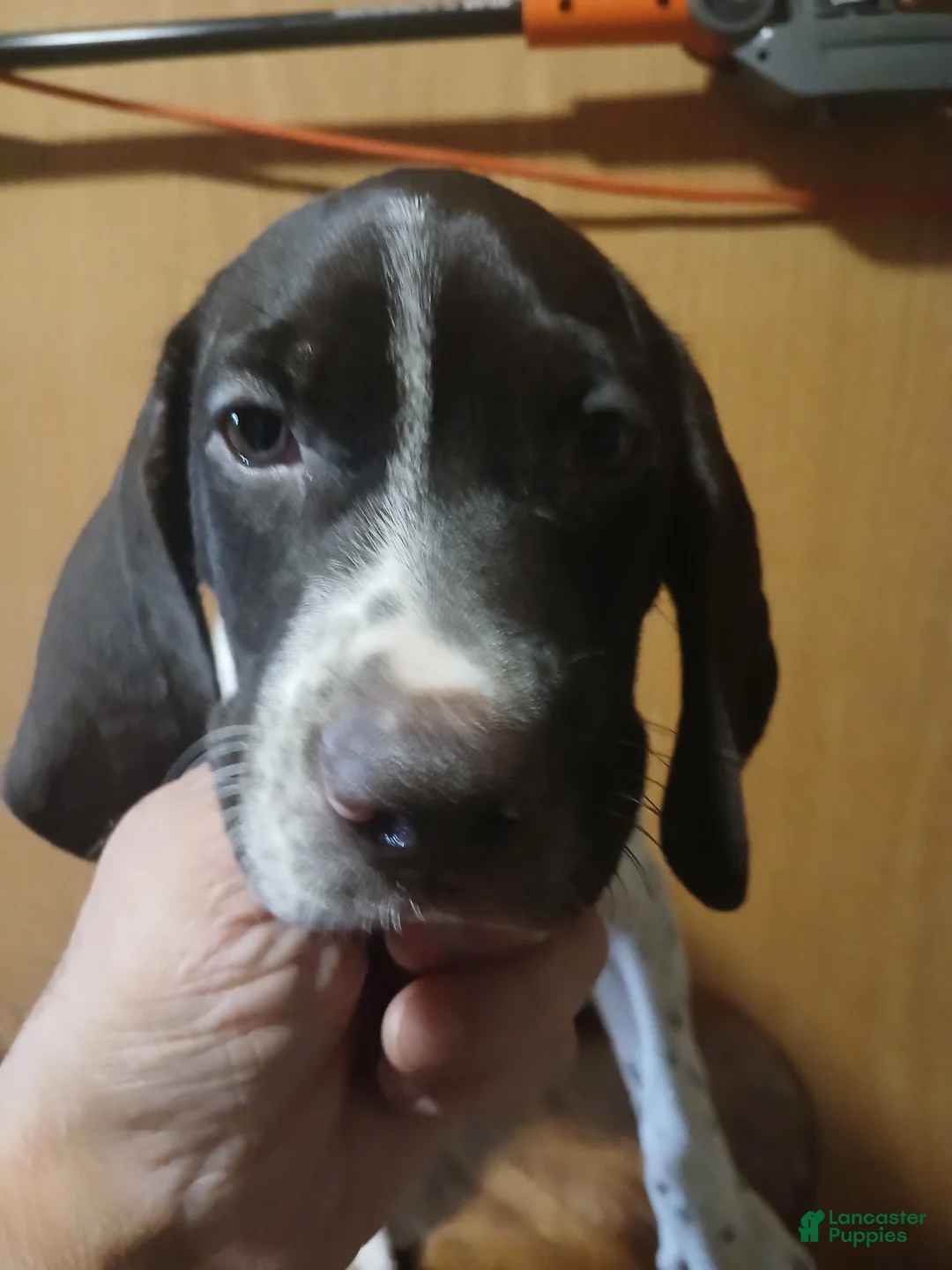 German Shorthaired Pointer dogs for sale: German Shorthaired Pointer 3 - Ad 1