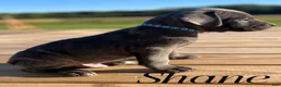 Cane Corso dogs for sale: Shane - Ad 7