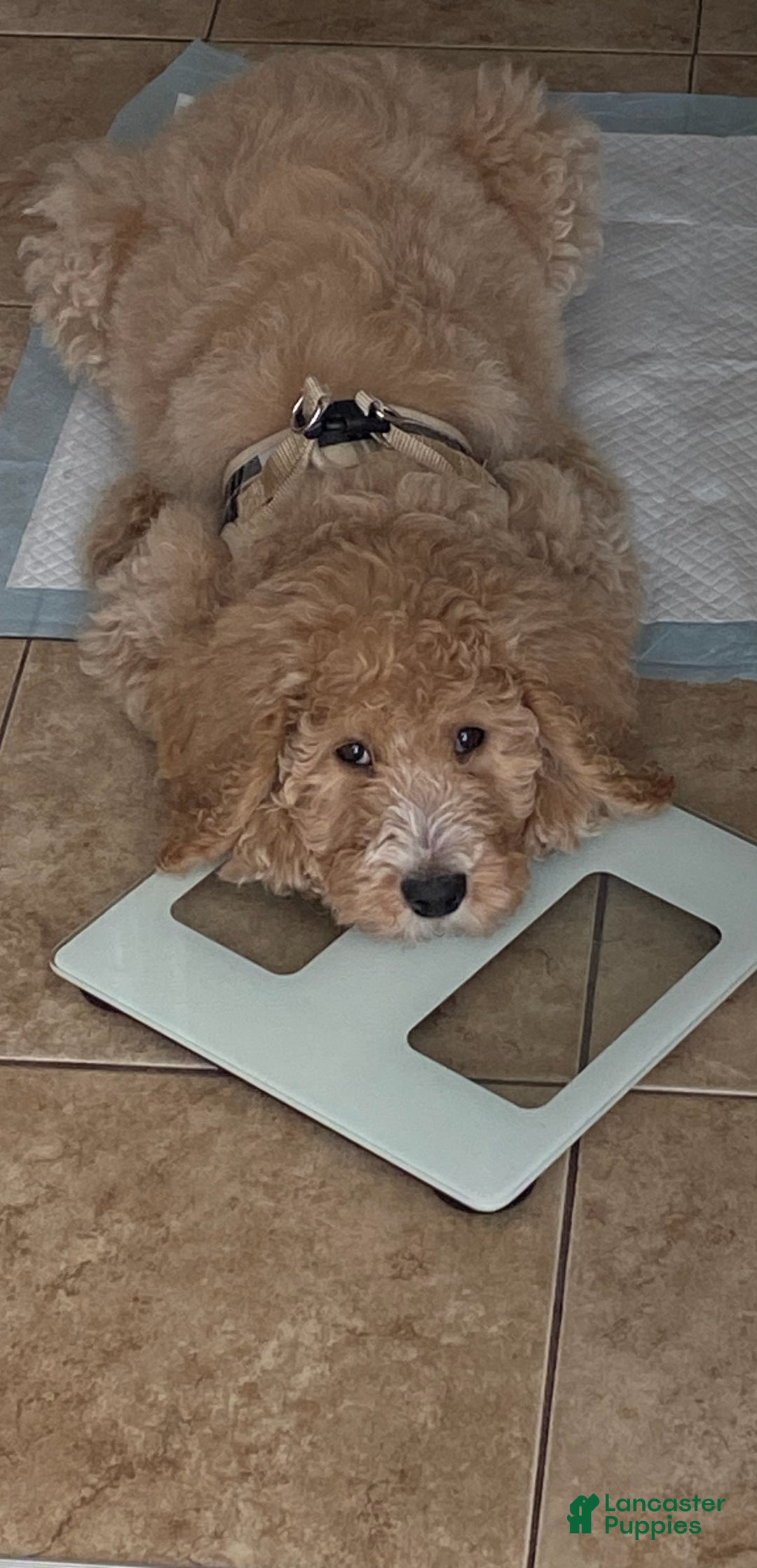 Goldendoodle dogs for sale: Goldendoodle Puppy  - Ad 5
