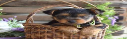 Yorkshire Terrier dogs for sale: Abby - Ad 4