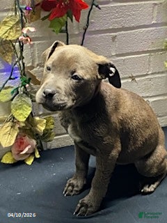 Mixed Breed dogs Miss Brown - Ad 2