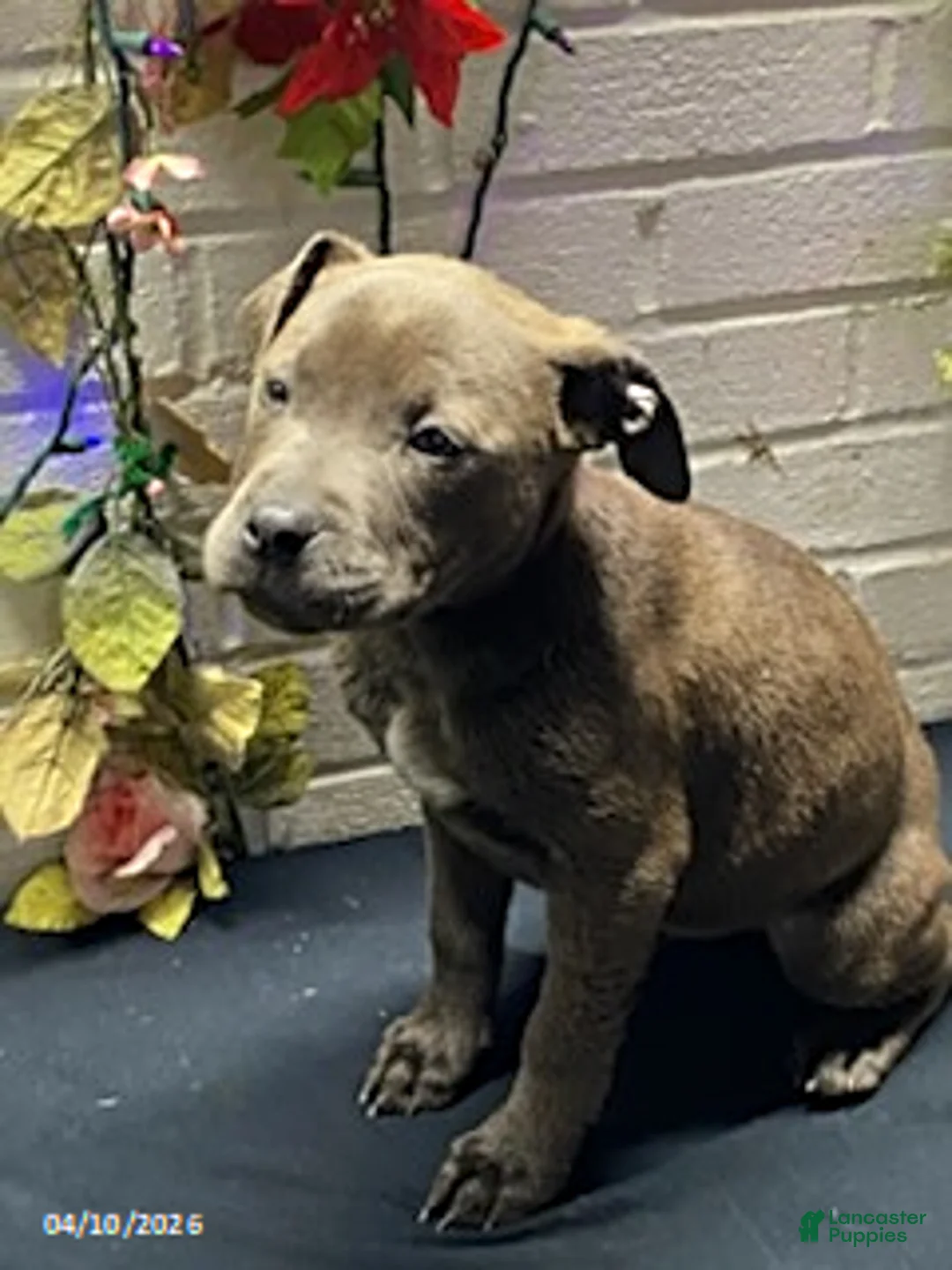 Mixed Breed dogs for sale: Miss Brown - Ad 2