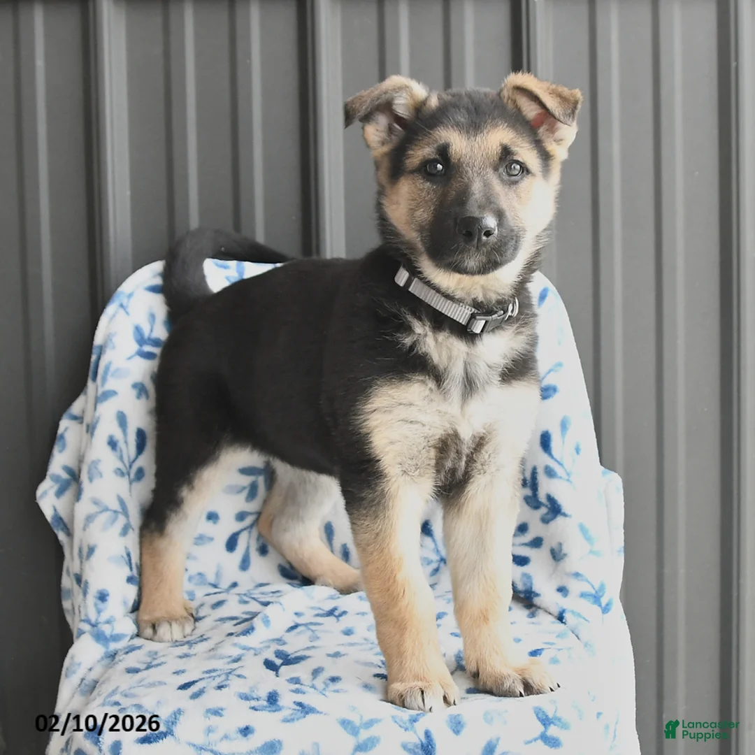 German Shepherd dogs for sale: Vera - Ad 3