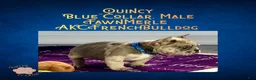 French Bulldog dogs for sale: Quincy “Blue” Collar, Male - Ad 16