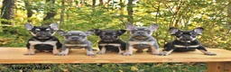 French Bulldog dogs for sale: Axel - Ad 5