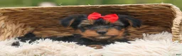 Yorkshire Terrier dogs for sale:  Benji  💛🐾 - Ad 13