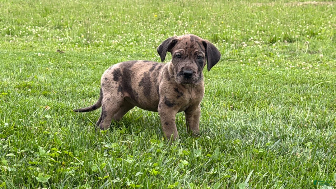 Great Dane dogs for sale: Melinda  - Ad 1