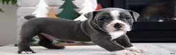 Olde English Bulldogge dogs for sale: Pepsi - Ad 5