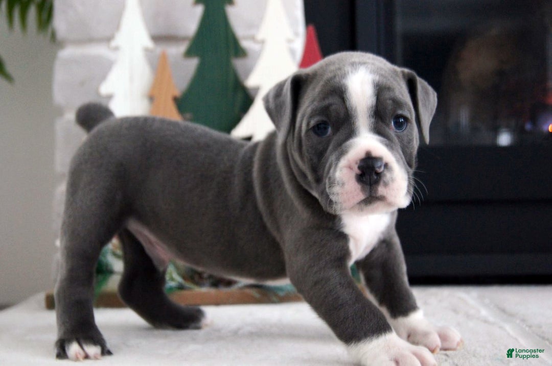 Olde English Bulldogge dogs for sale: Pepsi - Ad 5
