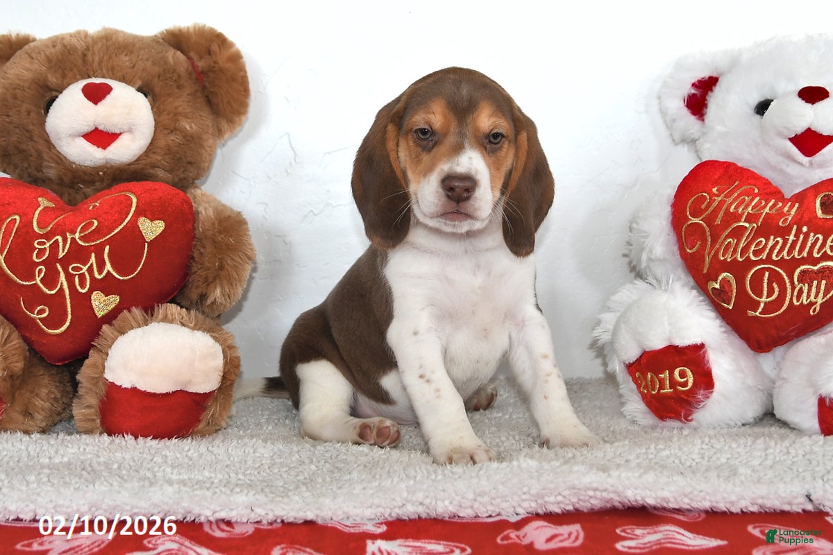 Beagle dogs Cooper - Ad 2