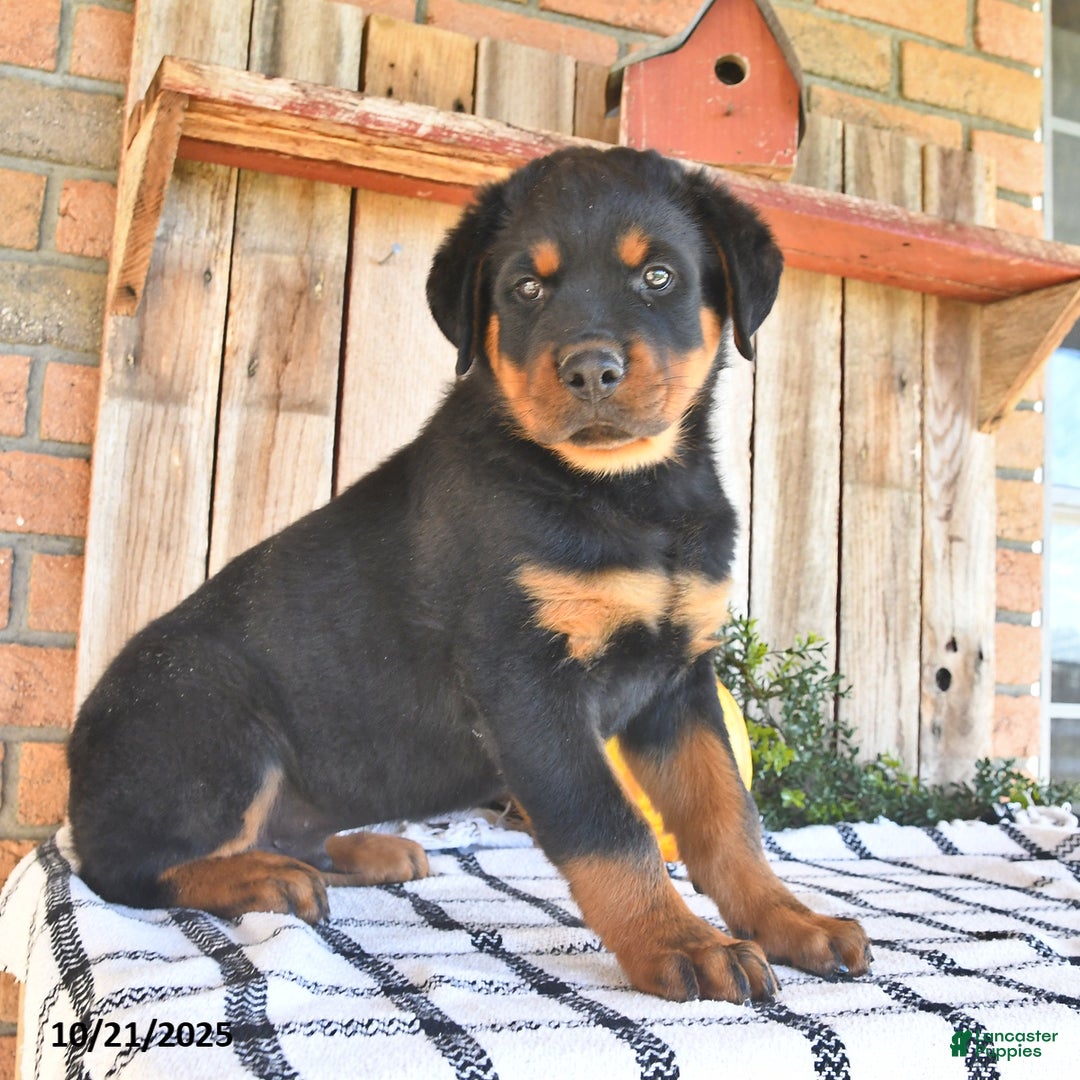 Rottweiler Puppies for sale Lancaster Puppies