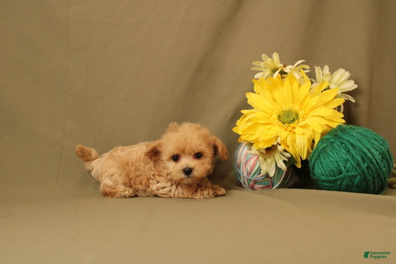 Maltipoo dogs Bob - Ad 2