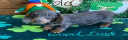 Miniature Dachshund dogs for sale: Bluebell  - Ad 3