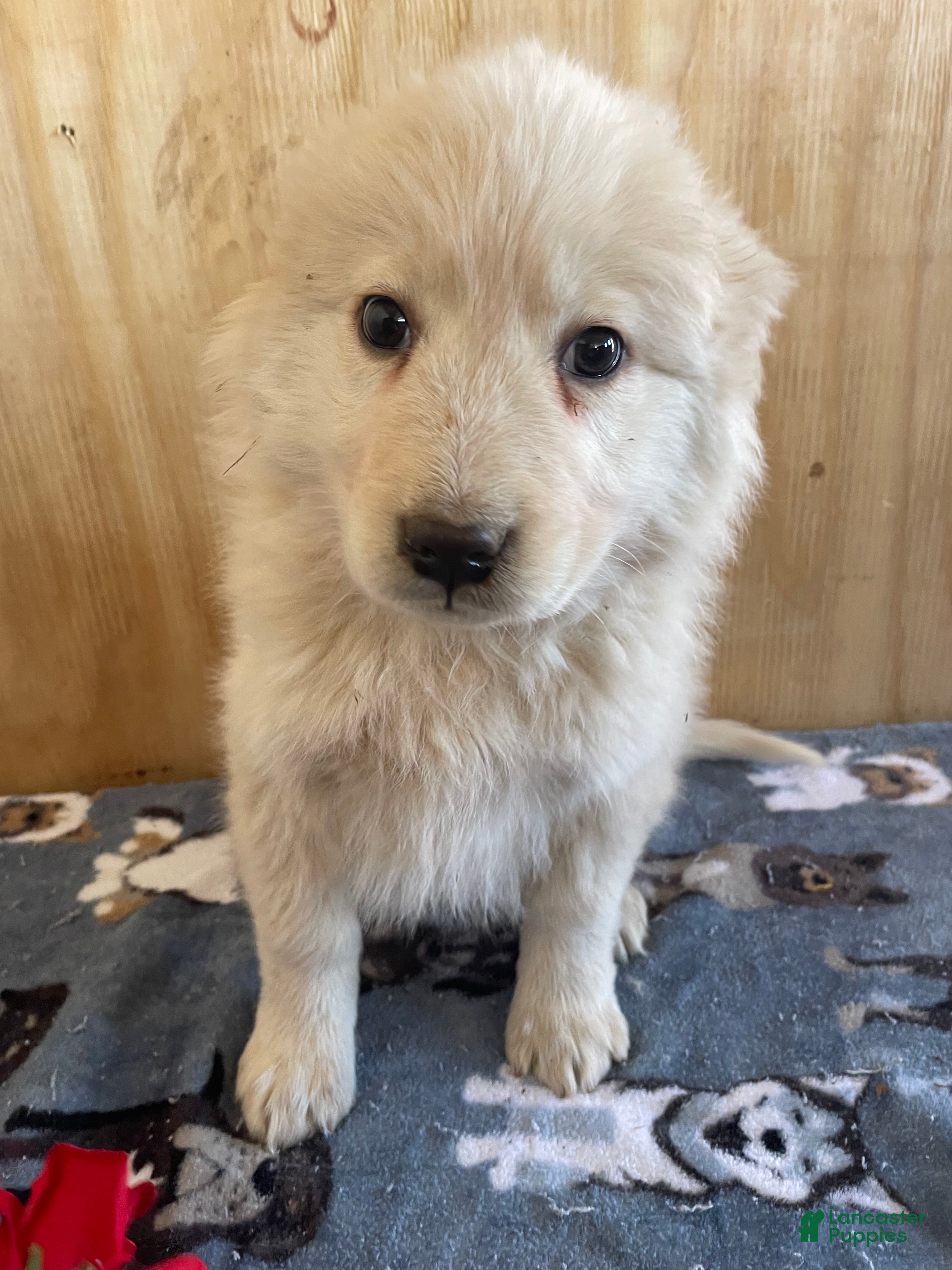 Great Pyrenees dogs Fuzzy - Ad 15