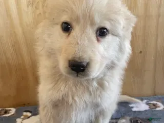 Great Pyrenees dogs Fuzzy - Ad 16