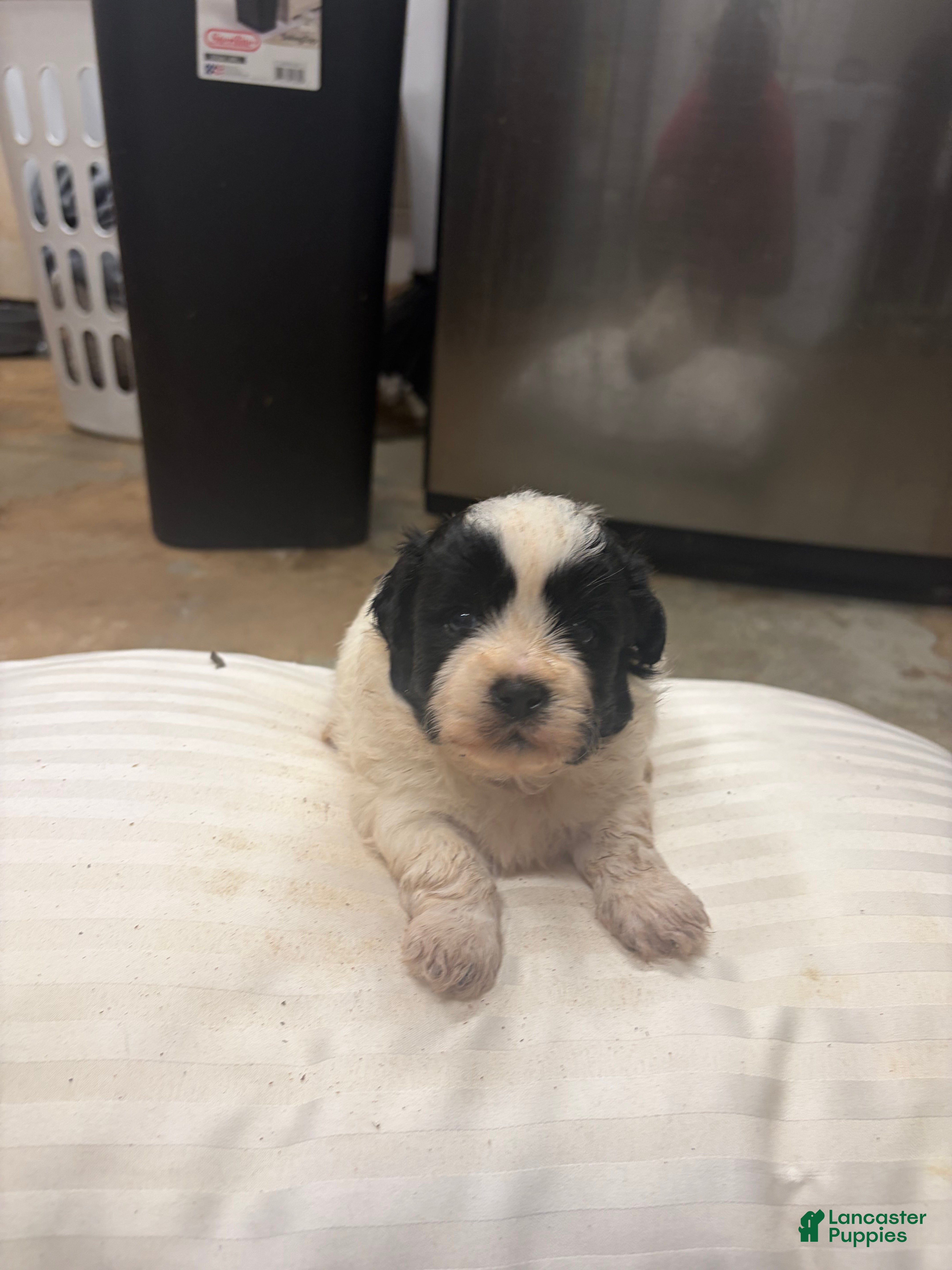 Mixed Breed dogs Coal - Ad 2
