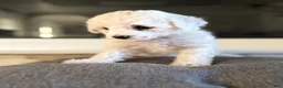 Bichpoo dogs for sale: Bella - Ad 3