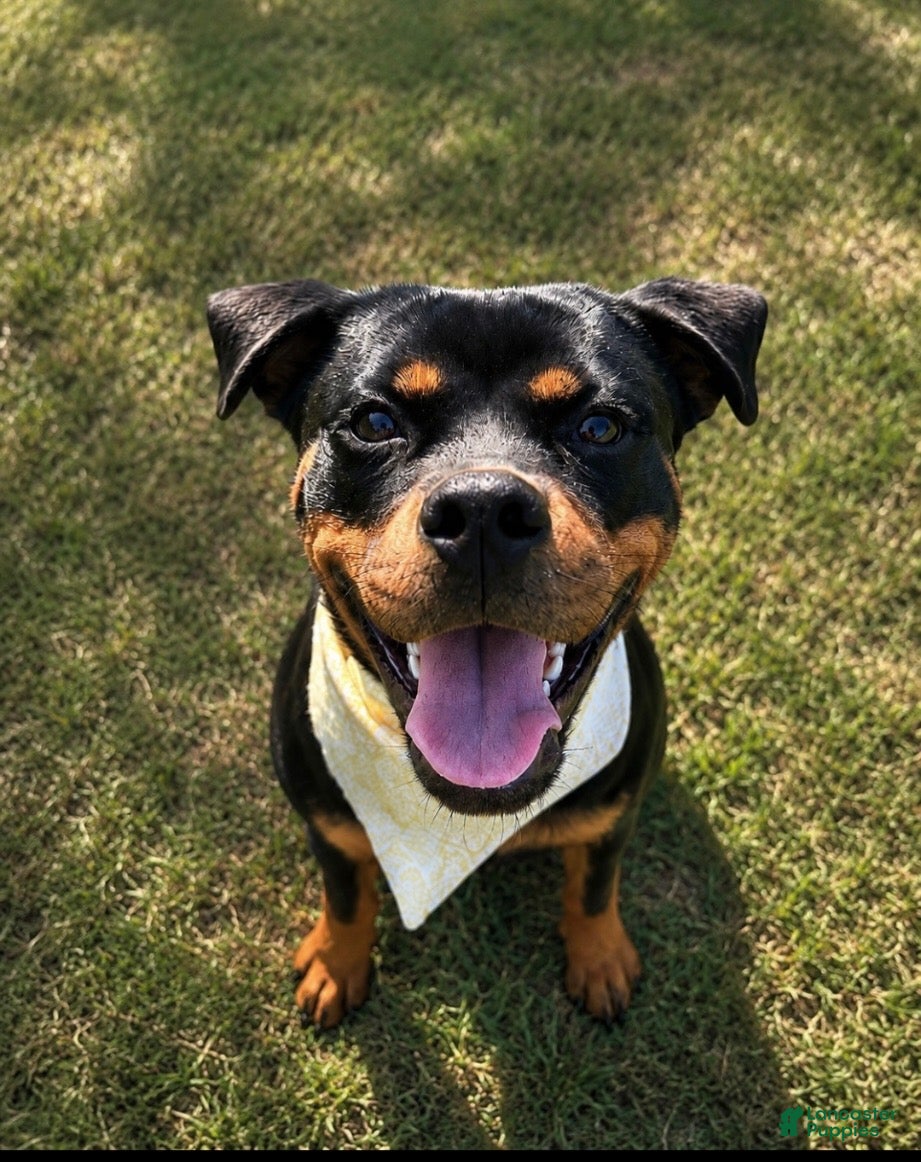 Rottweiler dogs Anya - Ad 1
